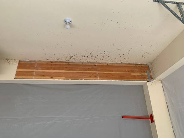 Best Mold Documentation for Insurance Claims  in Houma, LA