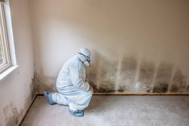 Professional Mold Inspection, Removal & Remediation in Houma, LA