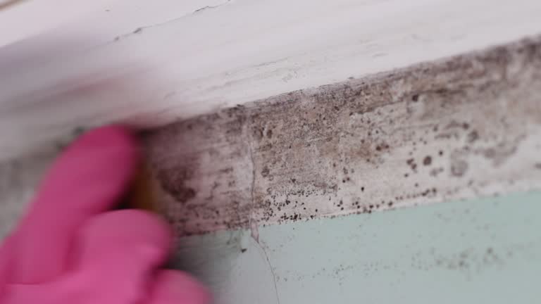 Best Asbestos and Lead Testing During Mold Inspection  in Houma, LA